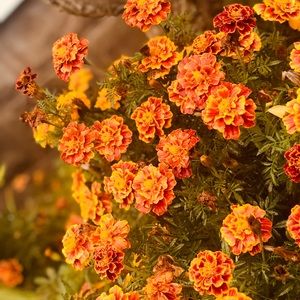 Meet your Posher, Savannah